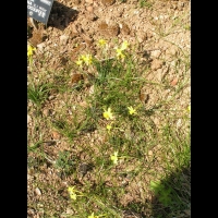 Jonquille - Narcisse - Narcissus Jonquilla - Narcissus Assoanus (fam. Amaryllidacees) (11)